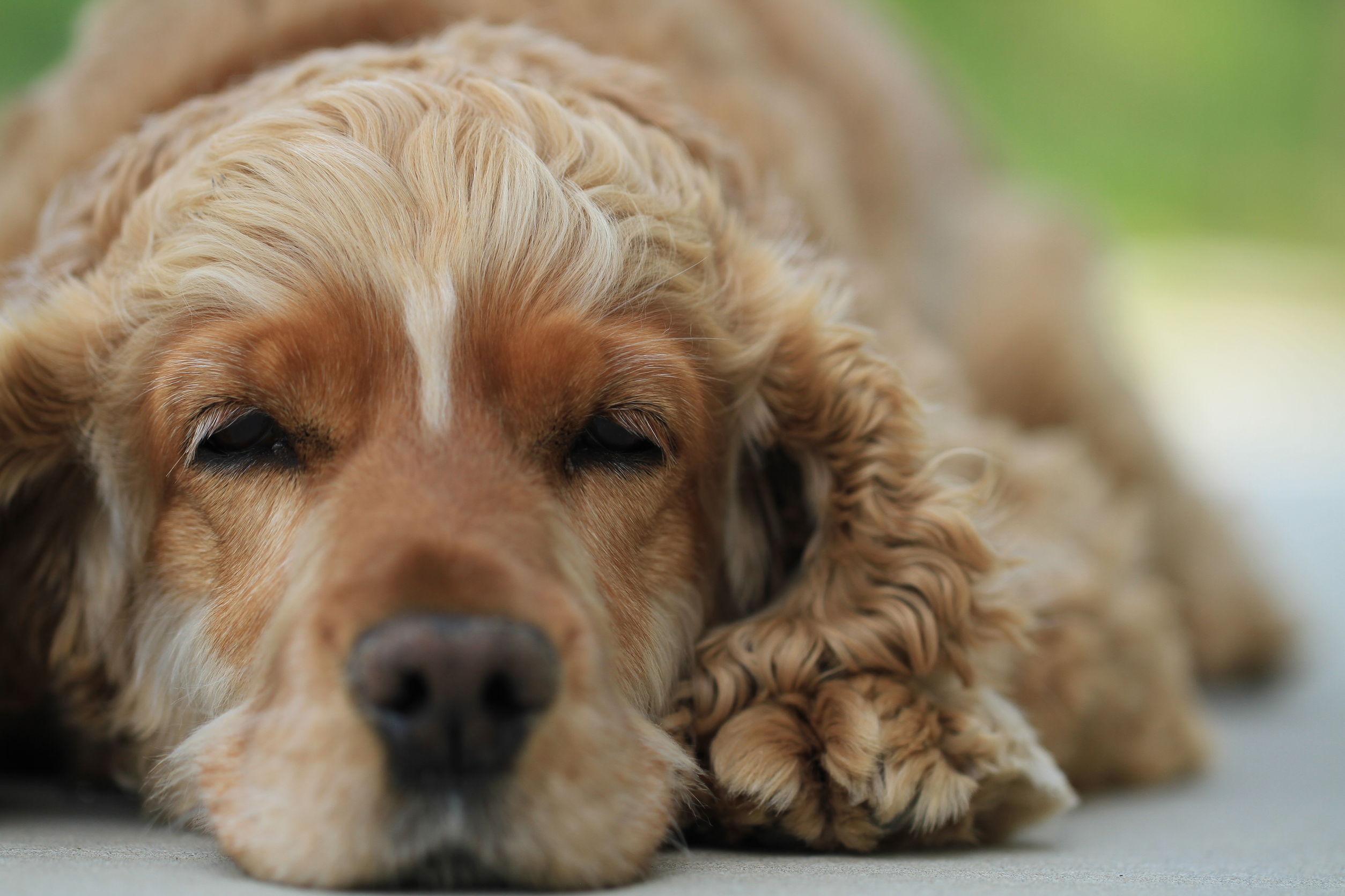 CCR - english cocker spaniel