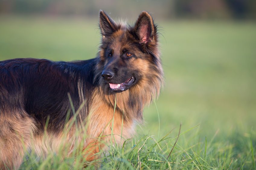 German shepherd dog long-haired outdoor portrait