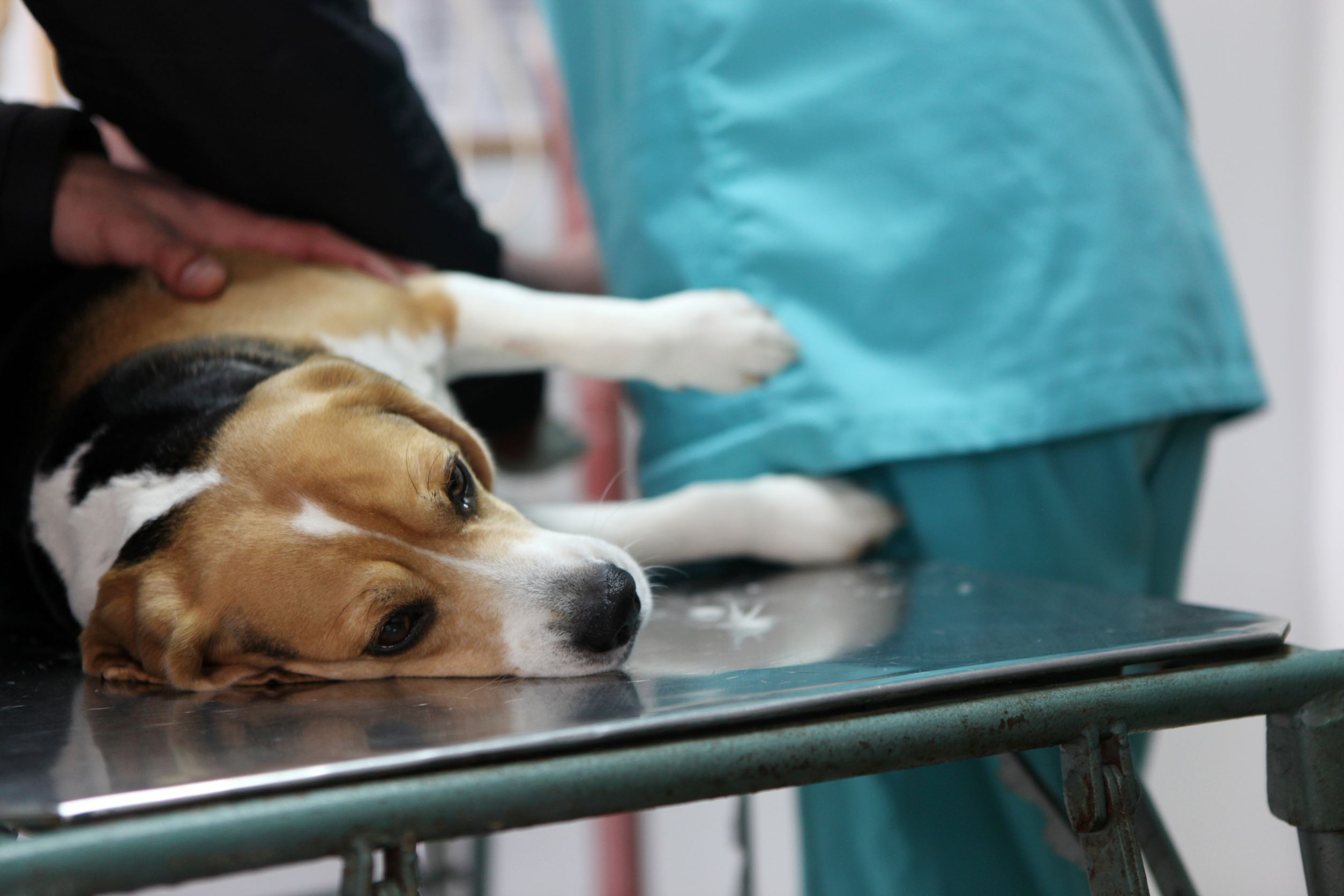 12575348 - dog at the vet in the surgery preparation room.