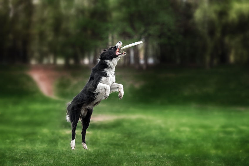 ccr-dog1