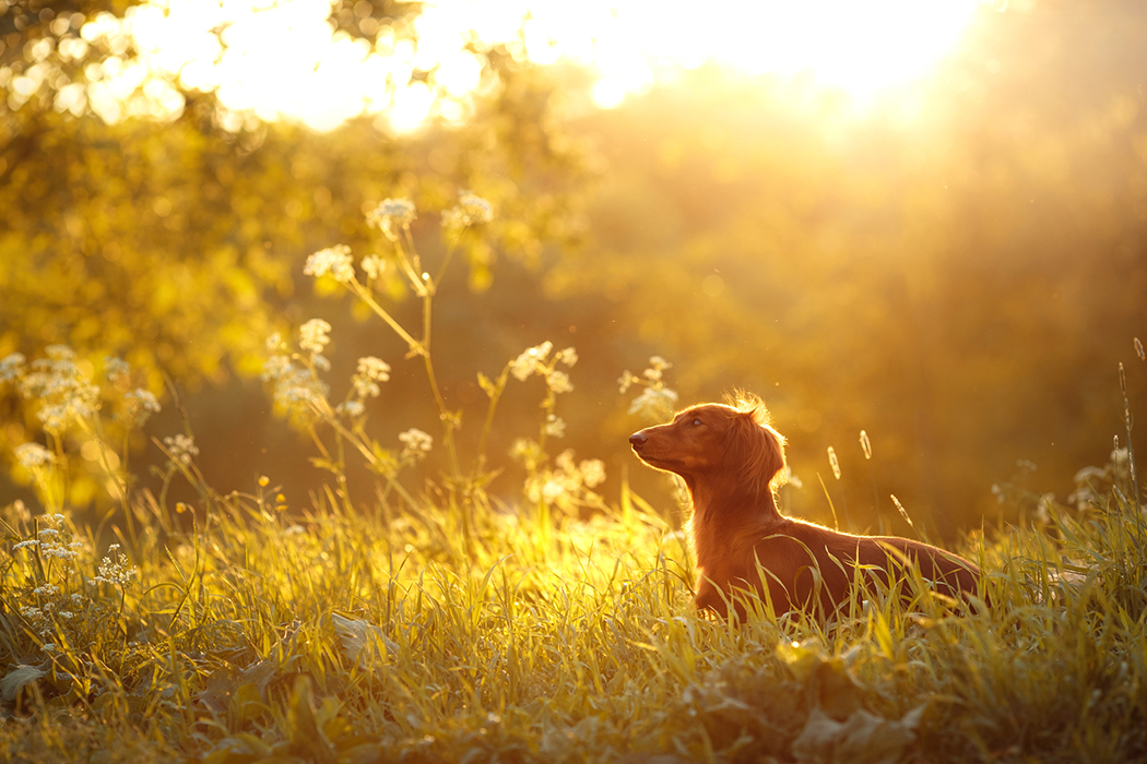 Dachshund dog on the nature