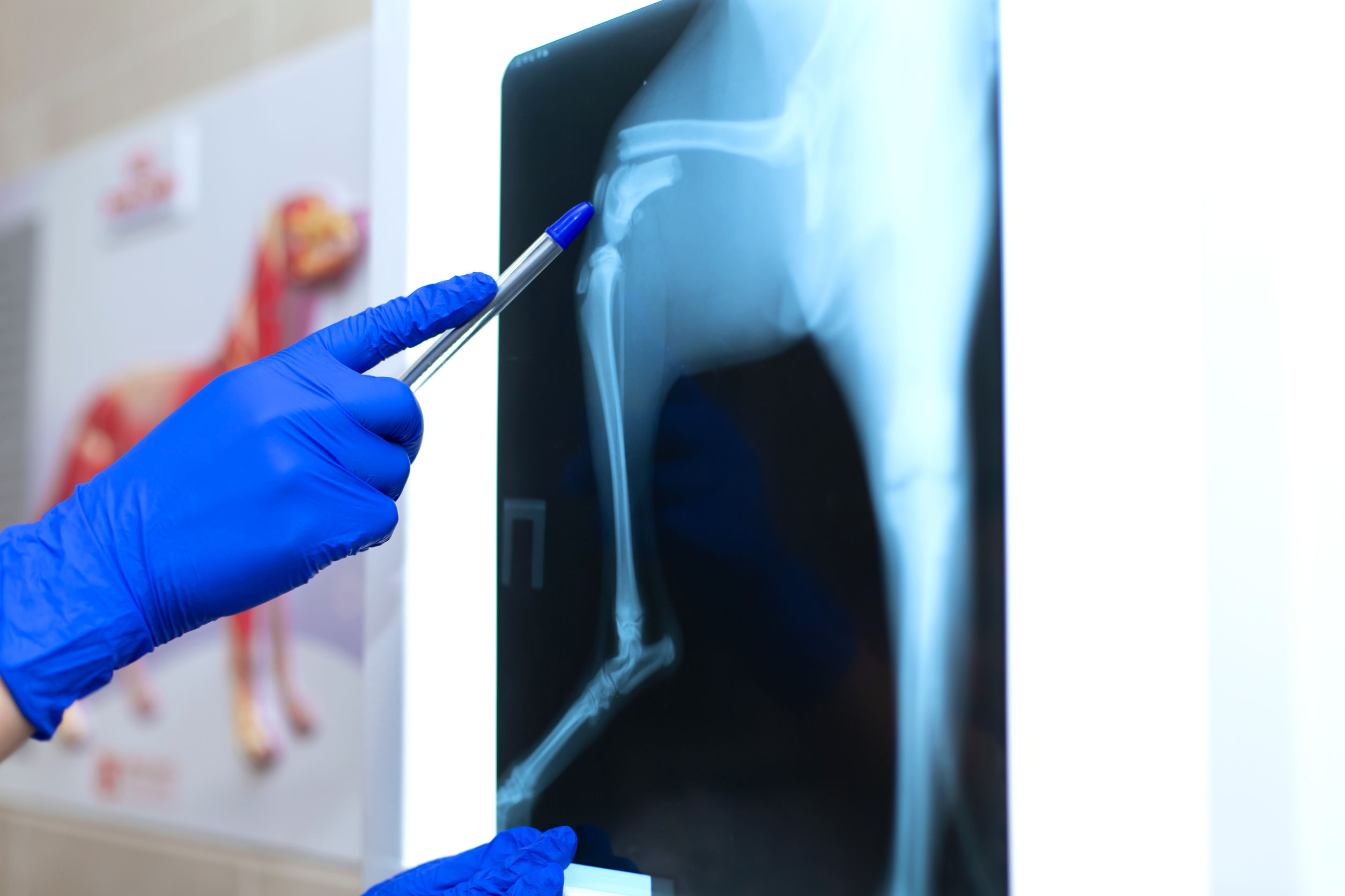 vet doctor watching x-ray image of dog which jumped from sofa and broke leg