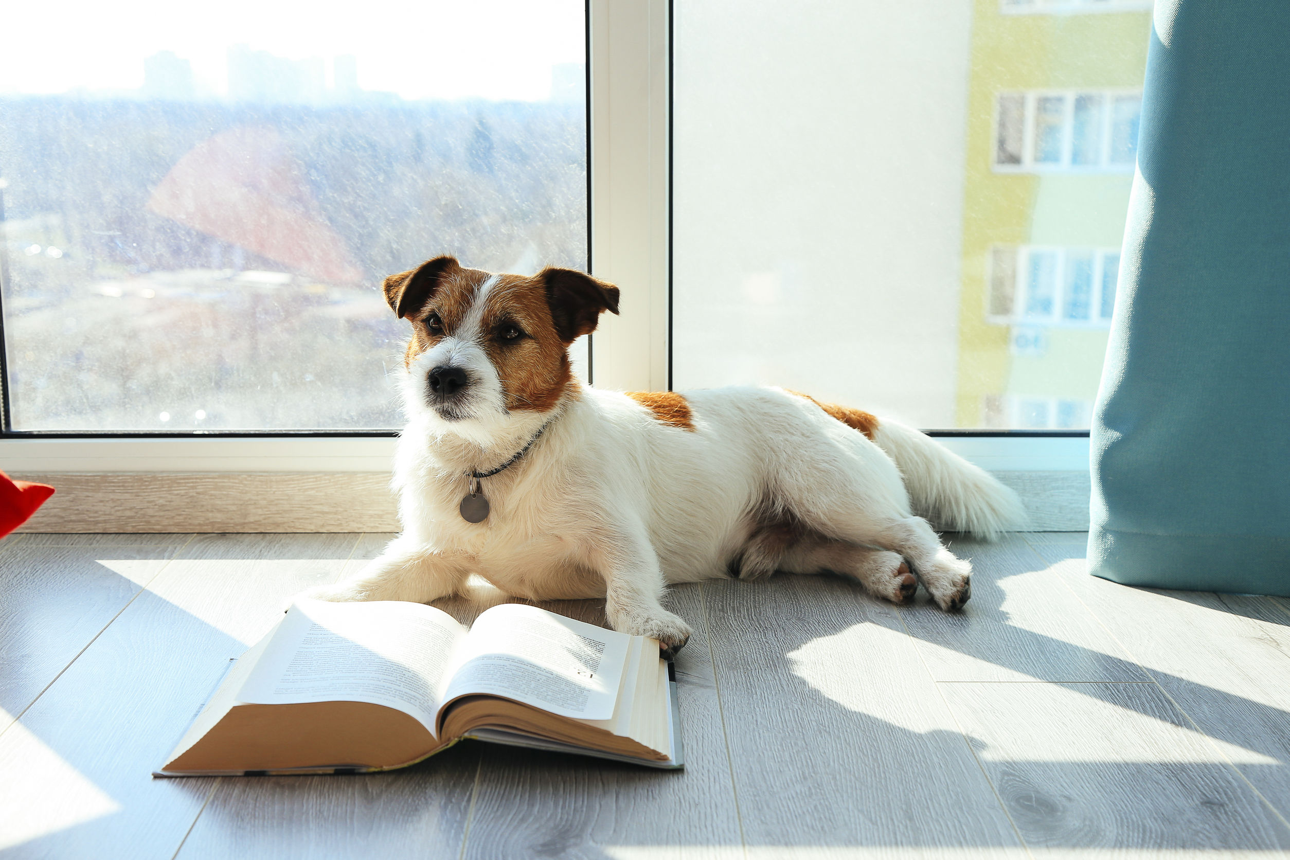 CCR - Intelligent Dog Jack Russell reading book next to the window.