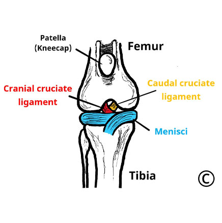 Image of a canine knee joint with a torn cranial cruciate ligament. - Image copyright of Rebecca Jones