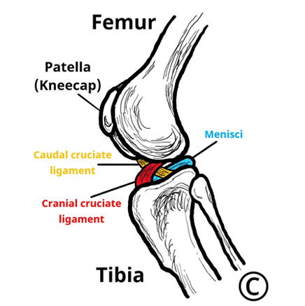 Image of a canine knee joint after TPLO surgery - Image copyright of Rebecca Jones