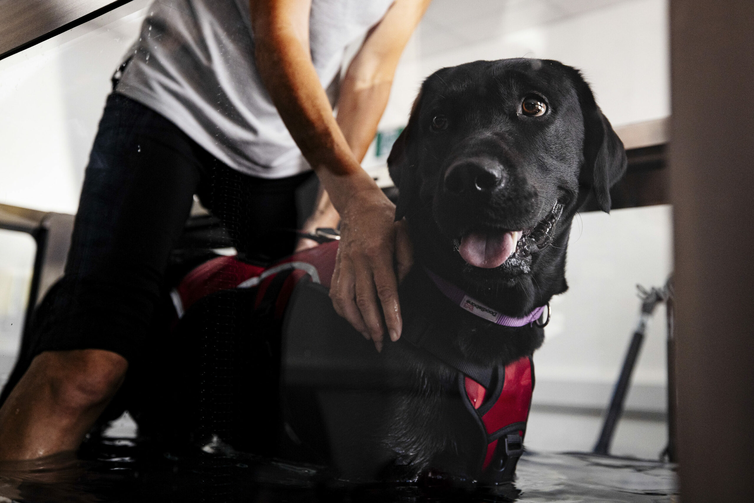Black Labrador on a hydrotherapy treadmill Black Labrador on a hydrotherapy treadmill