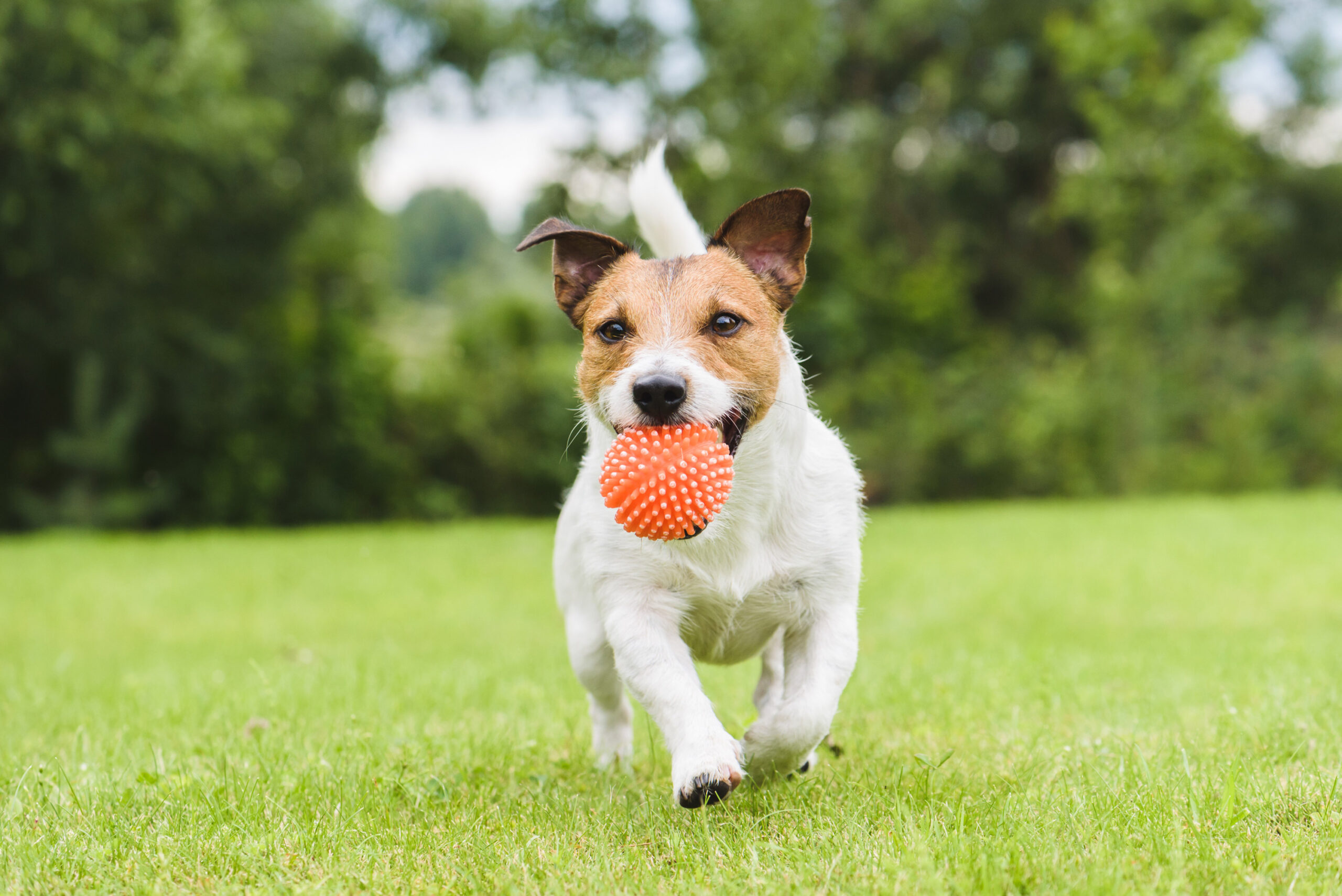 Happy Jack Russell Terrier running with orange ball in its mouth