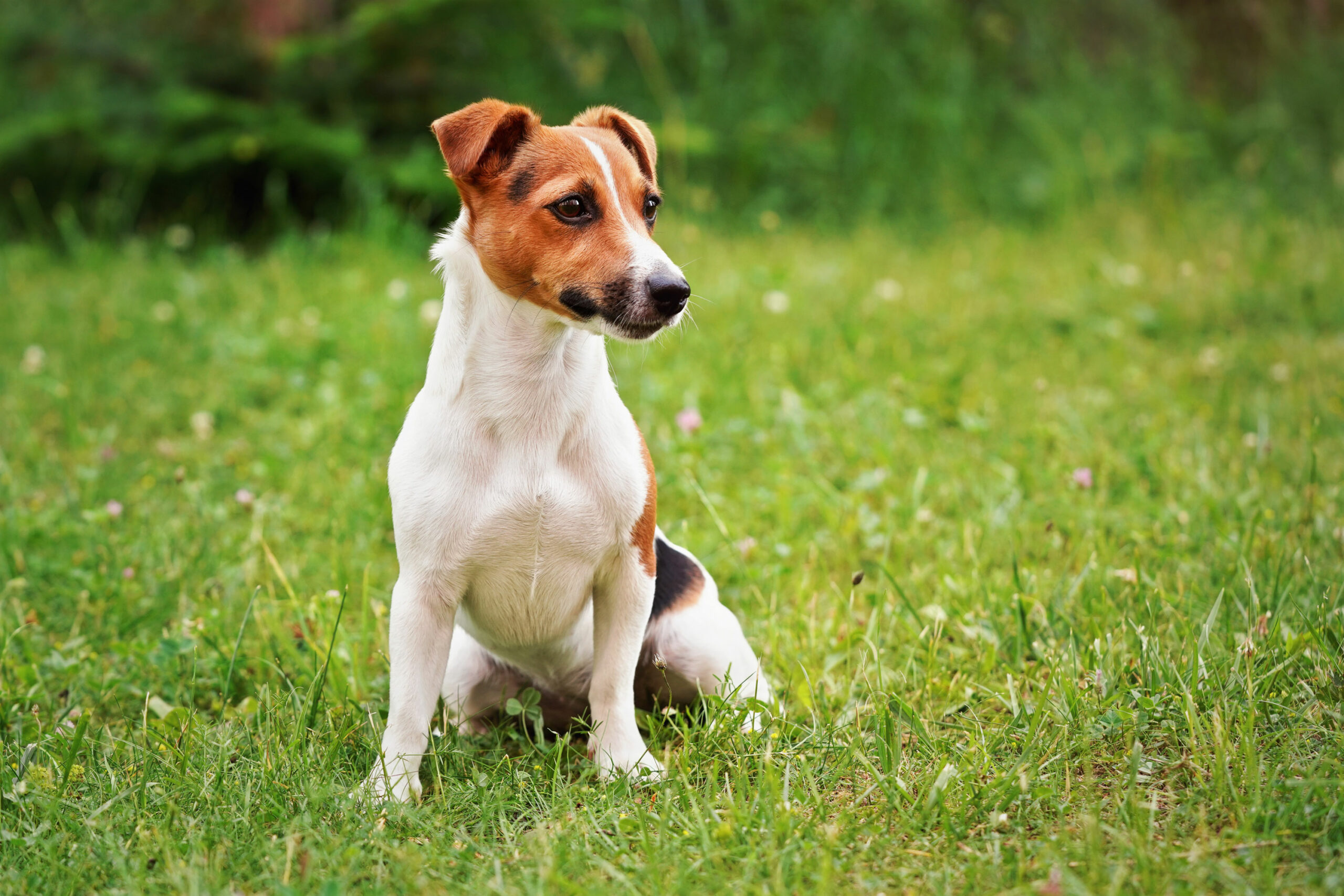 Alert Jack Russell Terrier sitting in a field Alert Jack Russell Terrier sitting in a field
