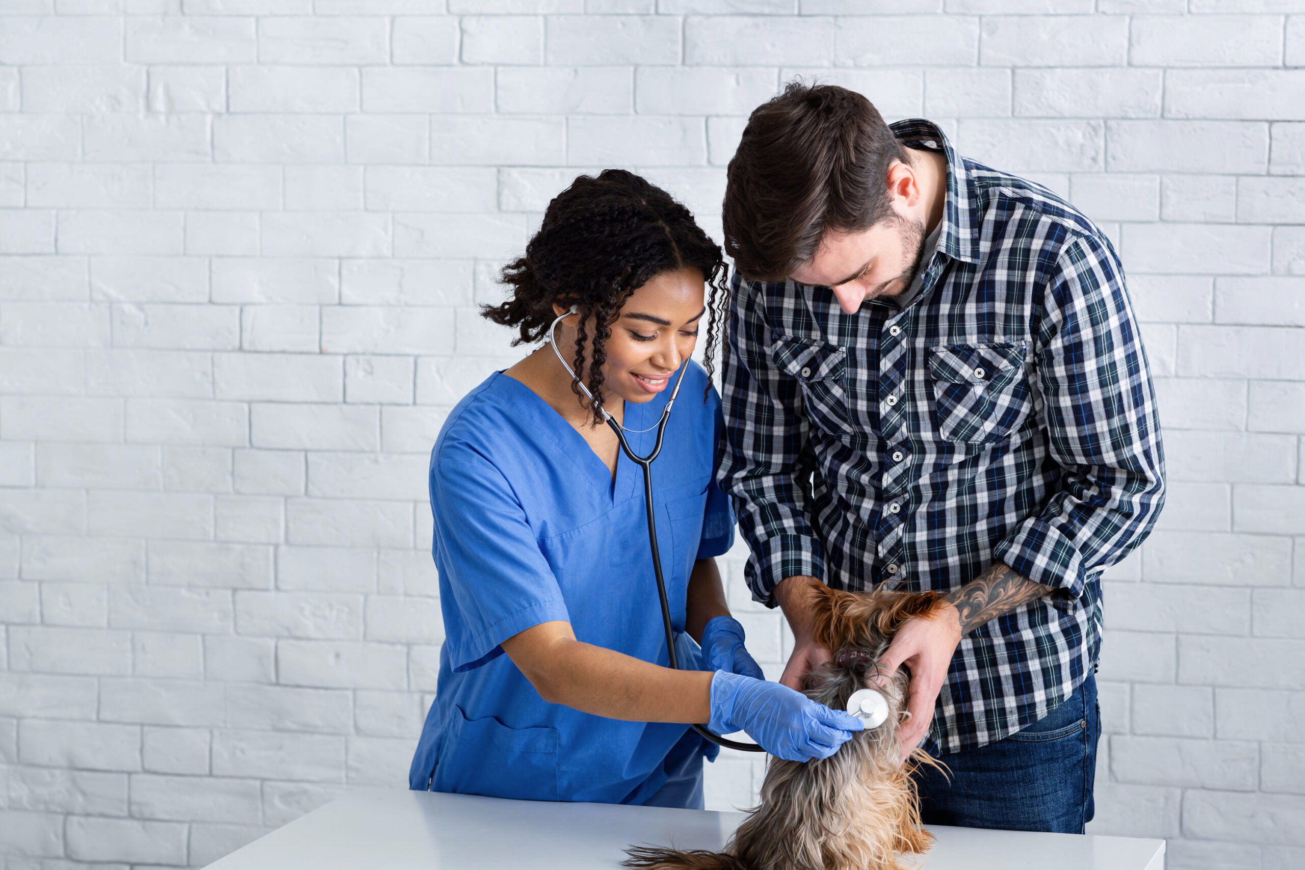 Vet, owner and Yorkshire Terrier Female vet and male owner, looking at a yorkshire terrier.