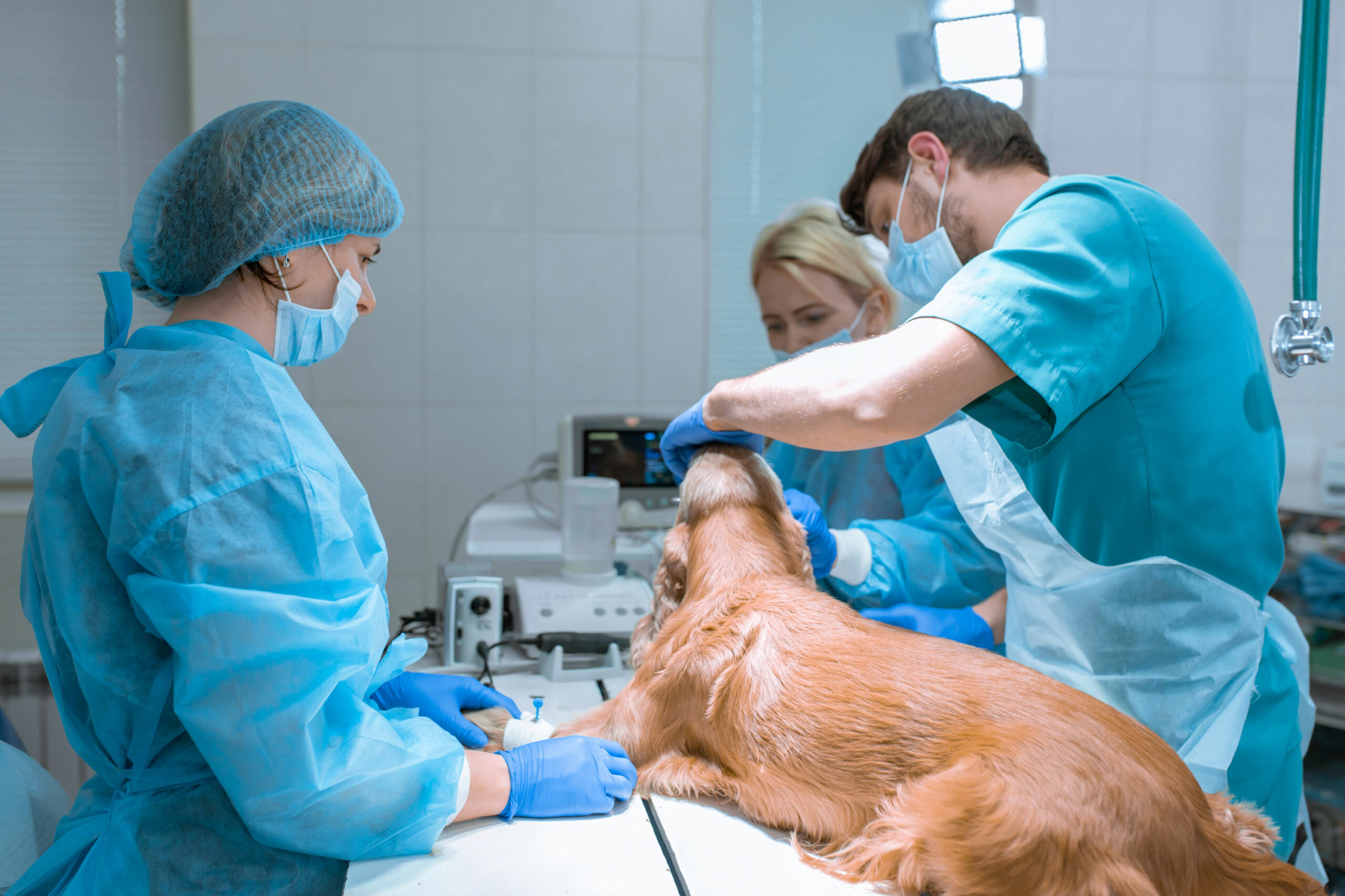 Spaniel and vet team in theatre