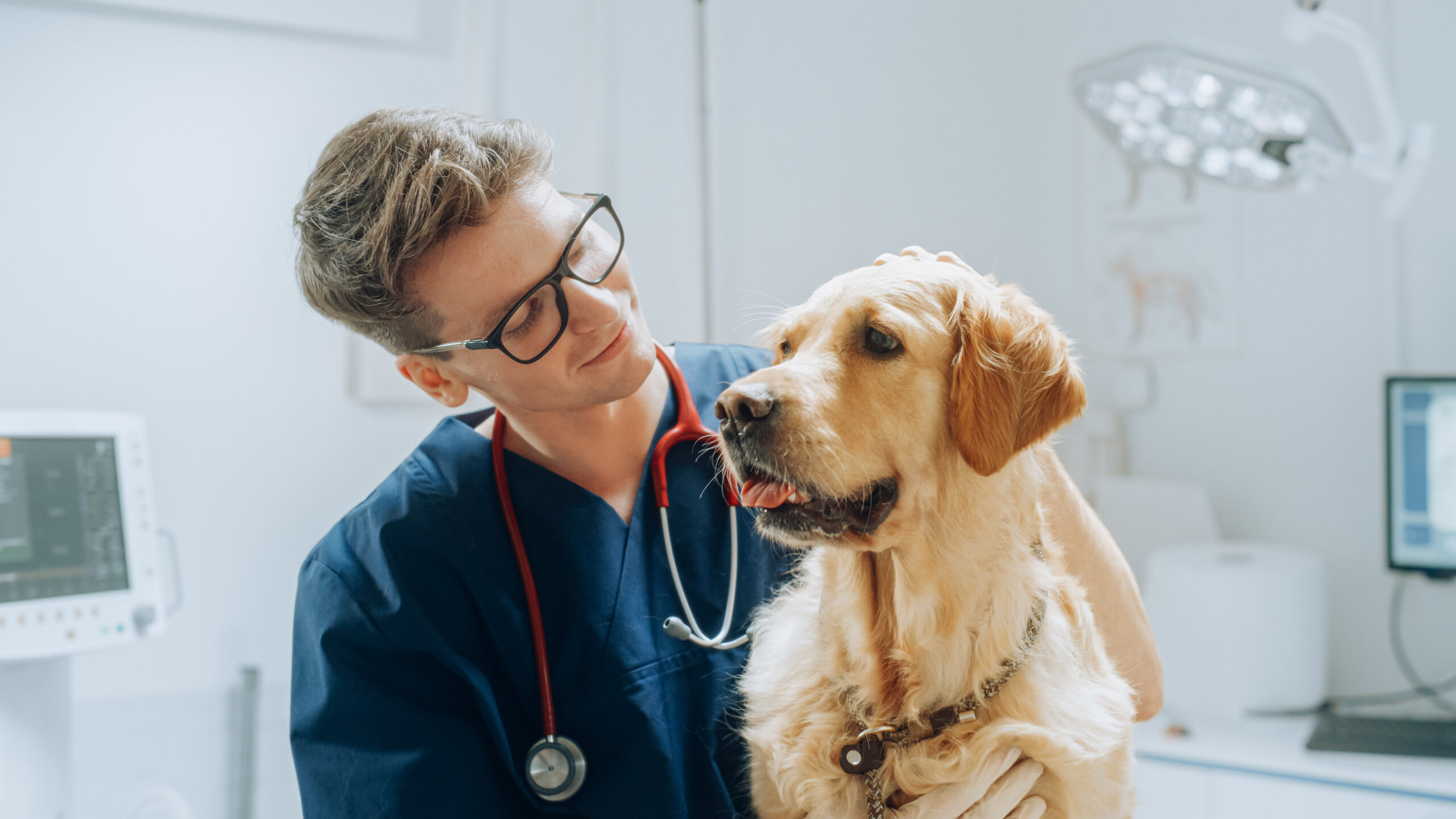 Dog sitting on a table, being examined by a vet