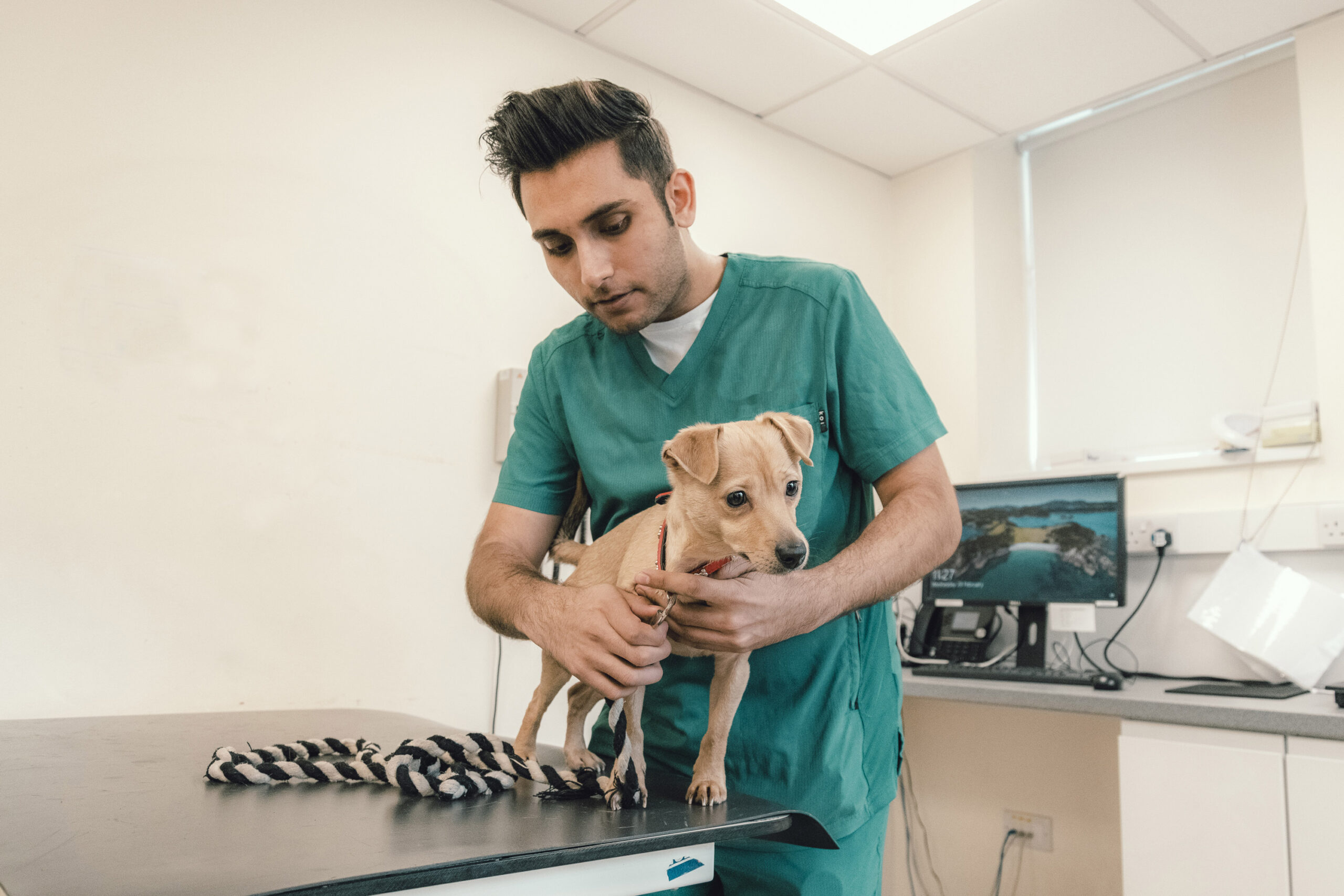 Male vet nurse holding small tan dog on a table