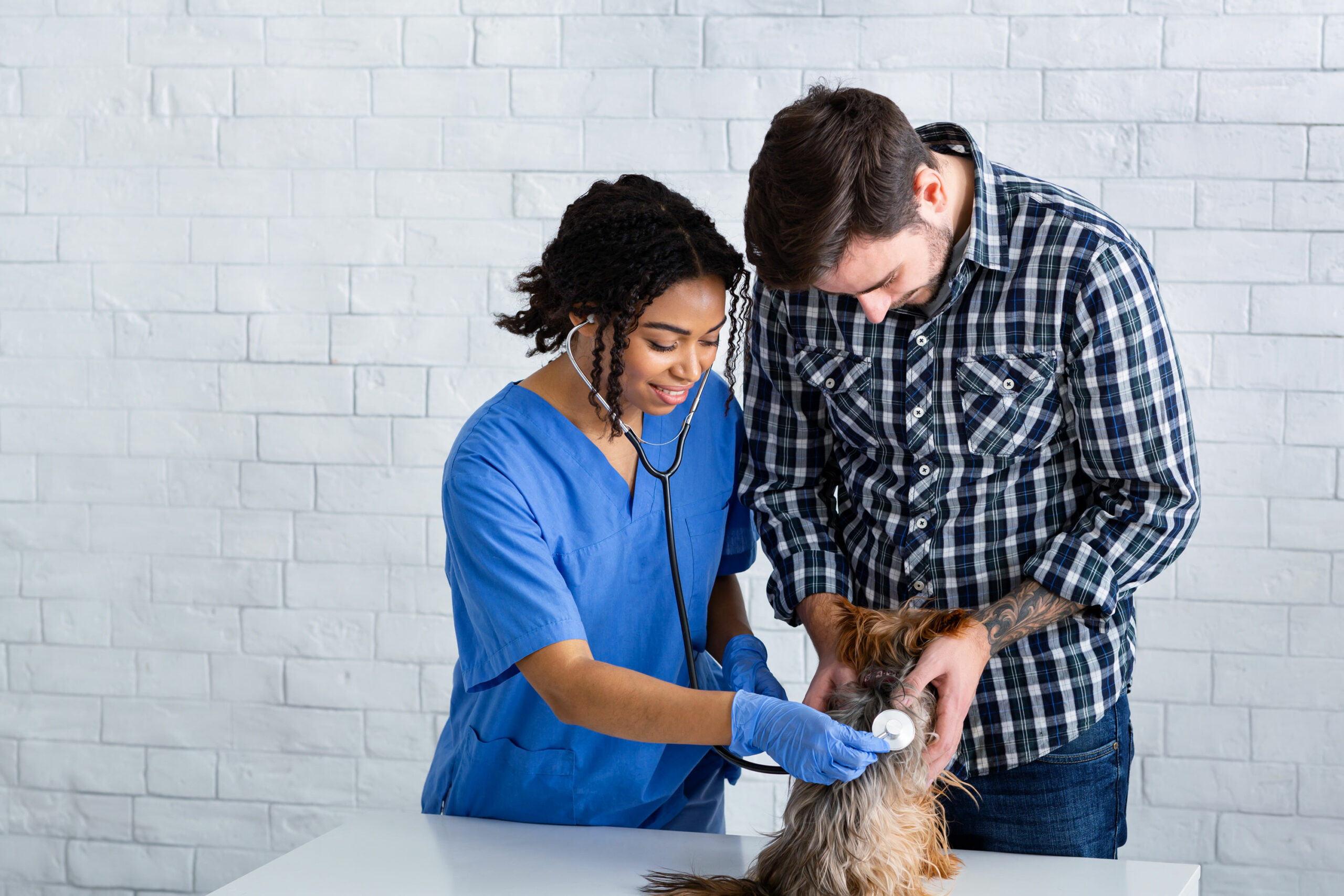 homepage-vet-and-owner-yorkie (1)