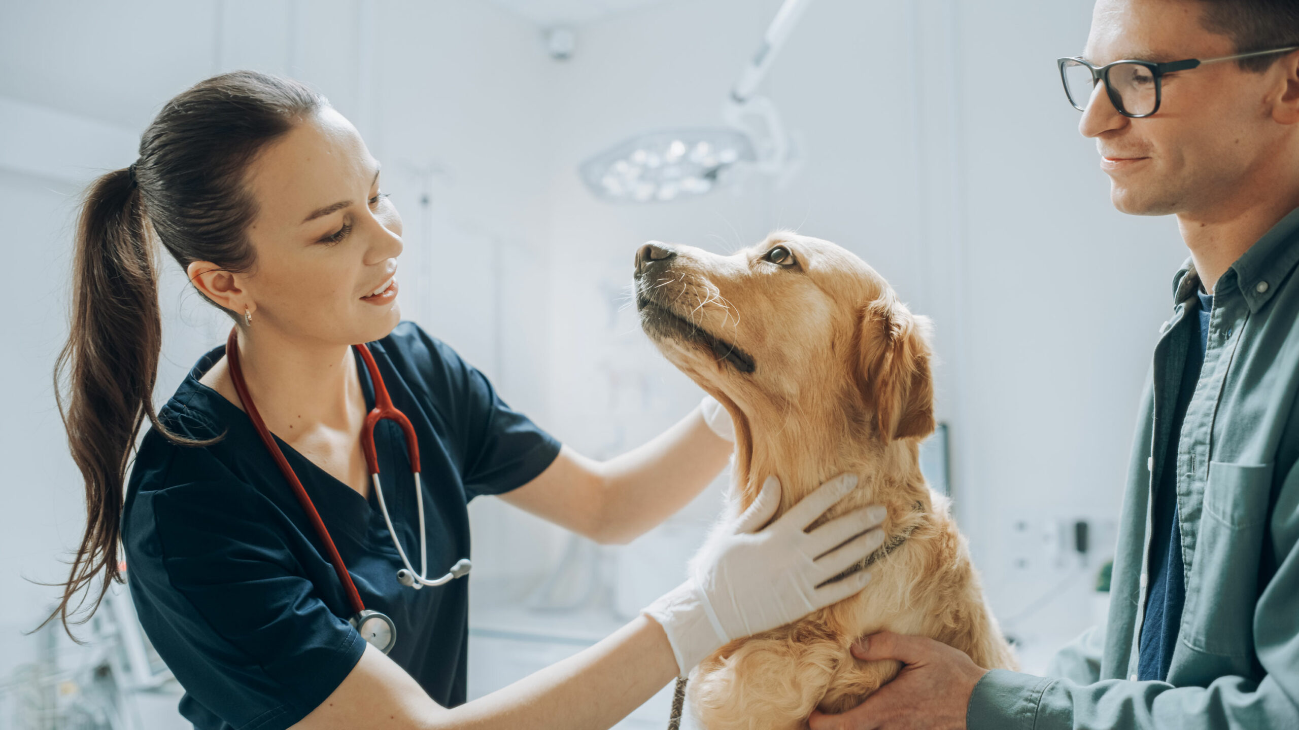 vet-dog-and-owner