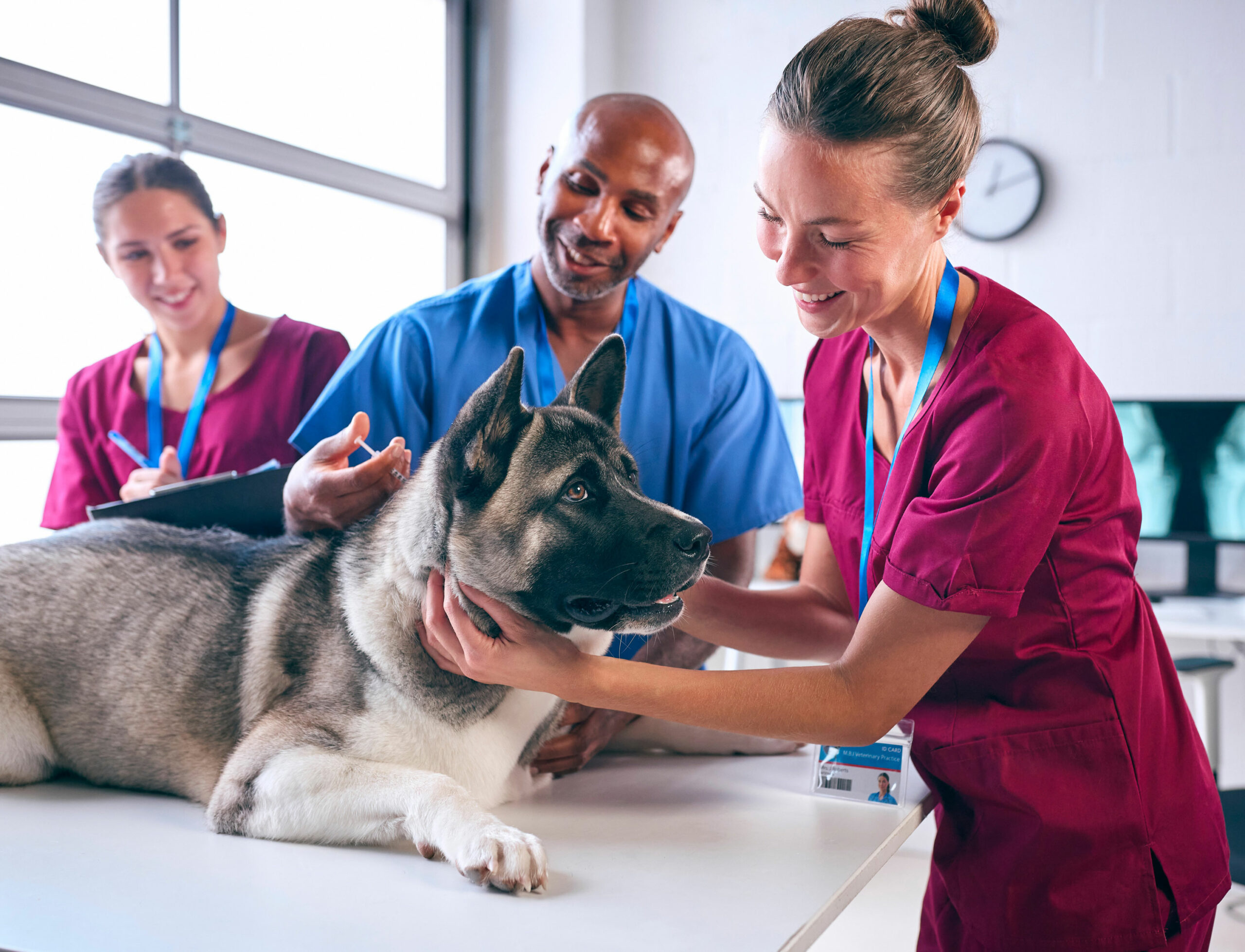 vet-team-with-dog